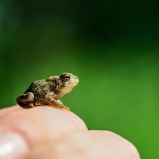 Most people define project success by whether it finishes on time or on budget. But what really determines success is how we get there: do you wait and hope problems resolve themselves or eat the frog early? In this contributor piece, Eric Meisgeier from Stacy Witbeck reframes how to approach project delivery success.